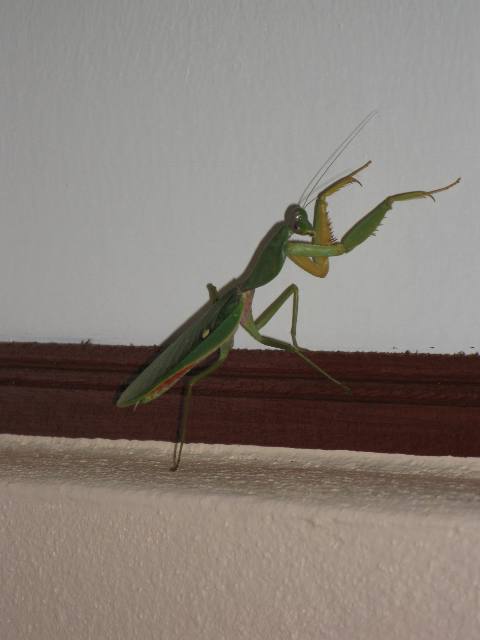 Thai praying mantis